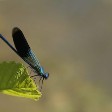 Séjour nature