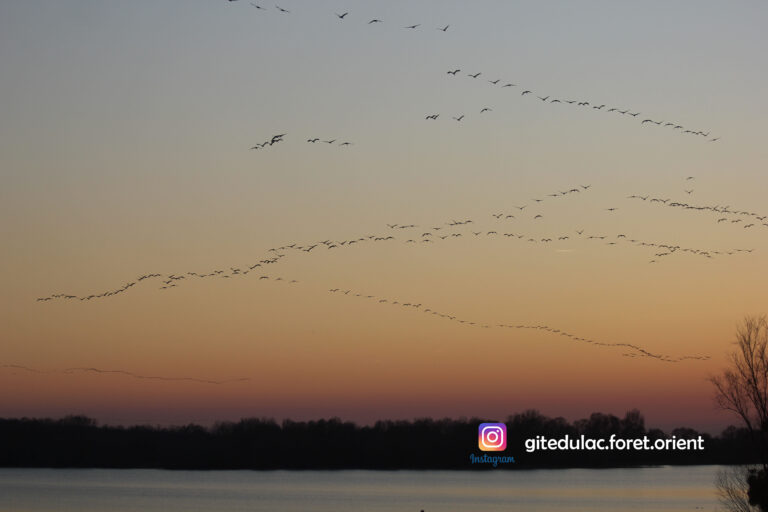 coucher de soleil - migration des grues cendrées - vue du gîte